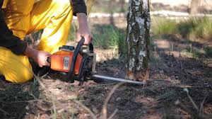 Trusted Tuscarawas, OH Tree Removal Experts